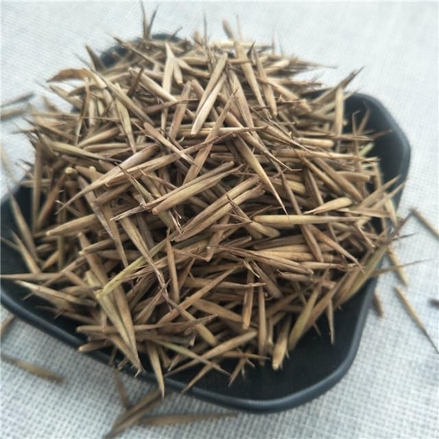 ๐Lucky Bamboo Cypress Seeds โ Hardy, Easy-Grow Evergreen for Garden & Home