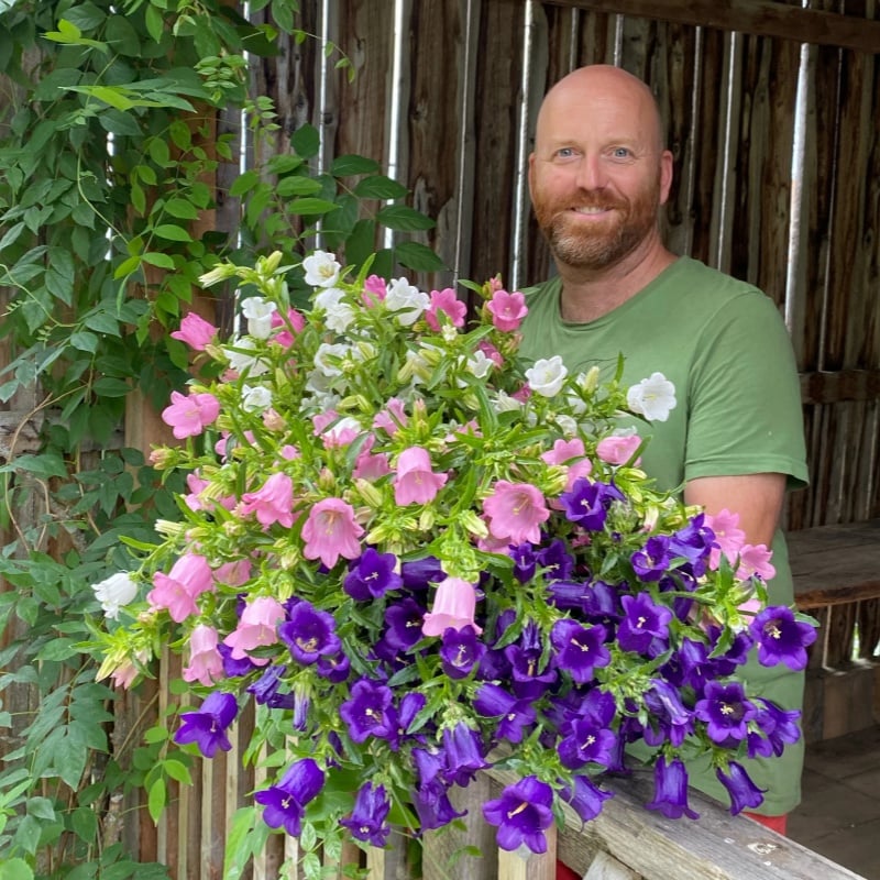 🔥Canterbury Bells: Nature's Melody Blooming in Your Garden!