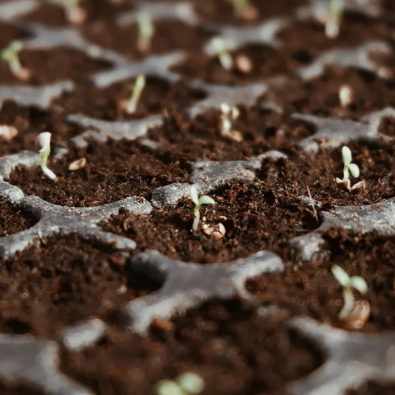 🥥2026 Premium Organic Coconut Coir Bricks for Plants (Collected from Pacific island countries)