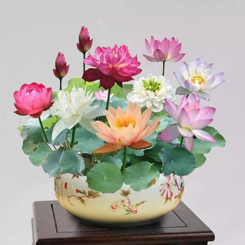 🔥Discount 49% OFF💐The Sacred Bonsai Bowl Lotus Flower