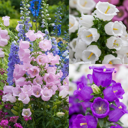 🔥Canterbury Bells: Nature's Melody Blooming in Your Garden!