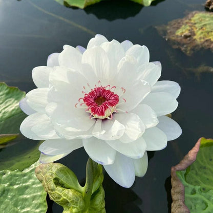 🔥Discount 49% OFF💐The Sacred Bonsai Bowl Lotus Flower