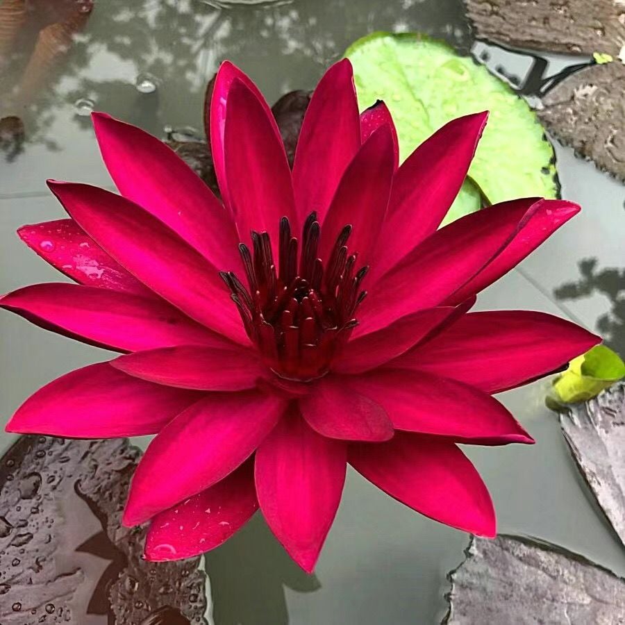 🔥Discount 49% OFF💐The Sacred Bonsai Bowl Lotus Flower
