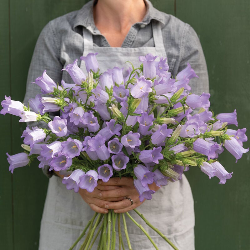 🔥Canterbury Bells: Nature's Melody Blooming in Your Garden!