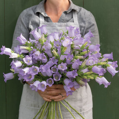 🔥Canterbury Bells: Nature's Melody Blooming in Your Garden!