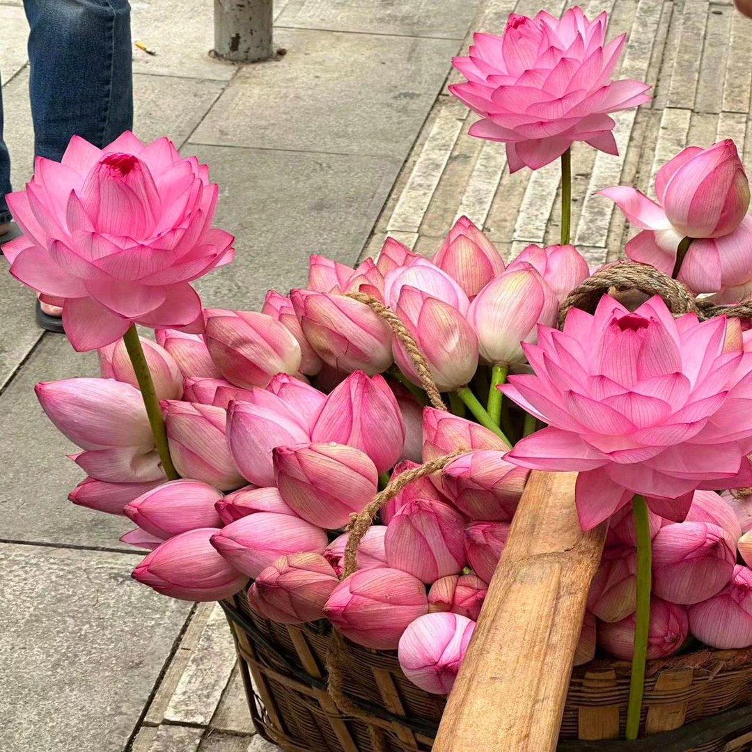 ⏰49% OFF✨🌱Easy-Grow Sacred Lotus Seeds for Bonsai Bowl & Indoor Water Gardens