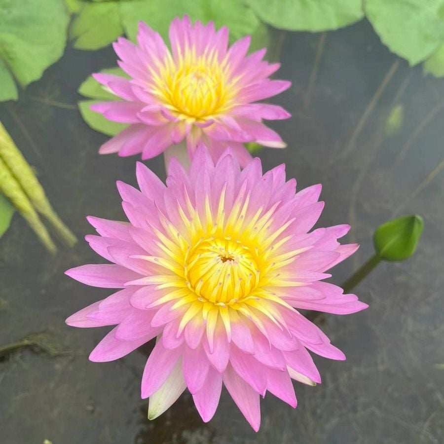 🔥Discount 49% OFF💐The Sacred Bonsai Bowl Lotus Flower
