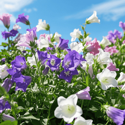 🔥Canterbury Bells: Nature's Melody Blooming in Your Garden!