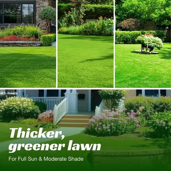 🔥Free Shipping-🌱7 Days Germination🔥Evergreen dwarf grass seed for four seasons🌾