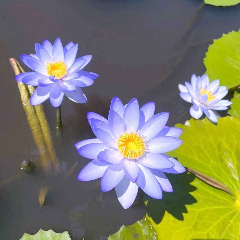 ⏰49% OFF✨🌱Easy-Grow Sacred Lotus Seeds for Bonsai Bowl & Indoor Water Gardens