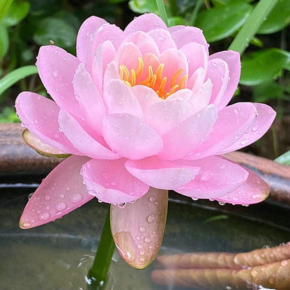 🔥Discount 49% OFF💐The Sacred Bonsai Bowl Lotus Flower