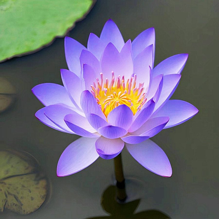 ⏰49% OFF✨🌱Easy-Grow Sacred Lotus Seeds for Bonsai Bowl & Indoor Water Gardens