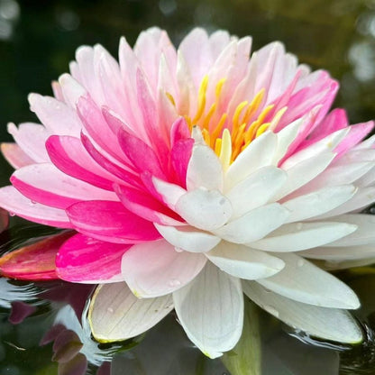 🔥Discount 49% OFF💐The Sacred Bonsai Bowl Lotus Flower