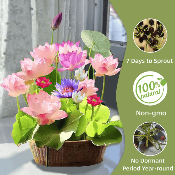 ⏰49% OFF✨🌱Easy-Grow Sacred Lotus Seeds for Bonsai Bowl & Indoor Water Gardens