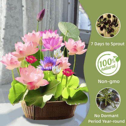 ⏰49% OFF✨🌱Easy-Grow Sacred Lotus Seeds for Bonsai Bowl & Indoor Water Gardens