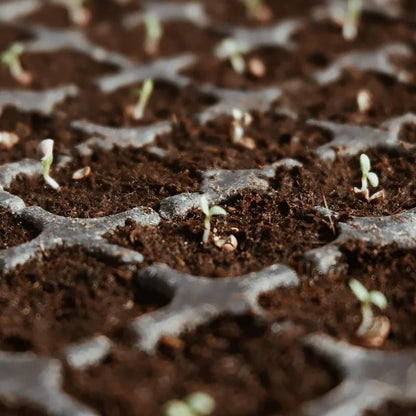 🥥2026  Premium Organic Coconut Coir Bricks for Plants (Collected from Pacific island countries)