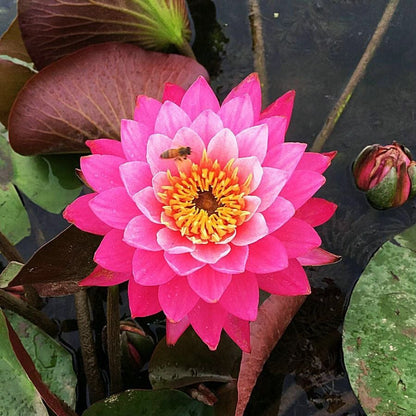 ⏰49% OFF✨🌱Easy-Grow Sacred Lotus Seeds for Bonsai Bowl & Indoor Water Gardens