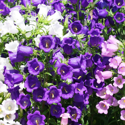 🔥Canterbury Bells: Nature's Melody Blooming in Your Garden!