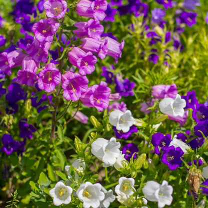 🔥Canterbury Bells: Nature's Melody Blooming in Your Garden!