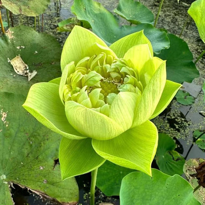 🔥Discount 49% OFF💐The Sacred Bonsai Bowl Lotus Flower