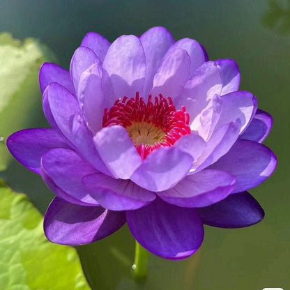 🔥Discount 49% OFF💐The Sacred Bonsai Bowl Lotus Flower