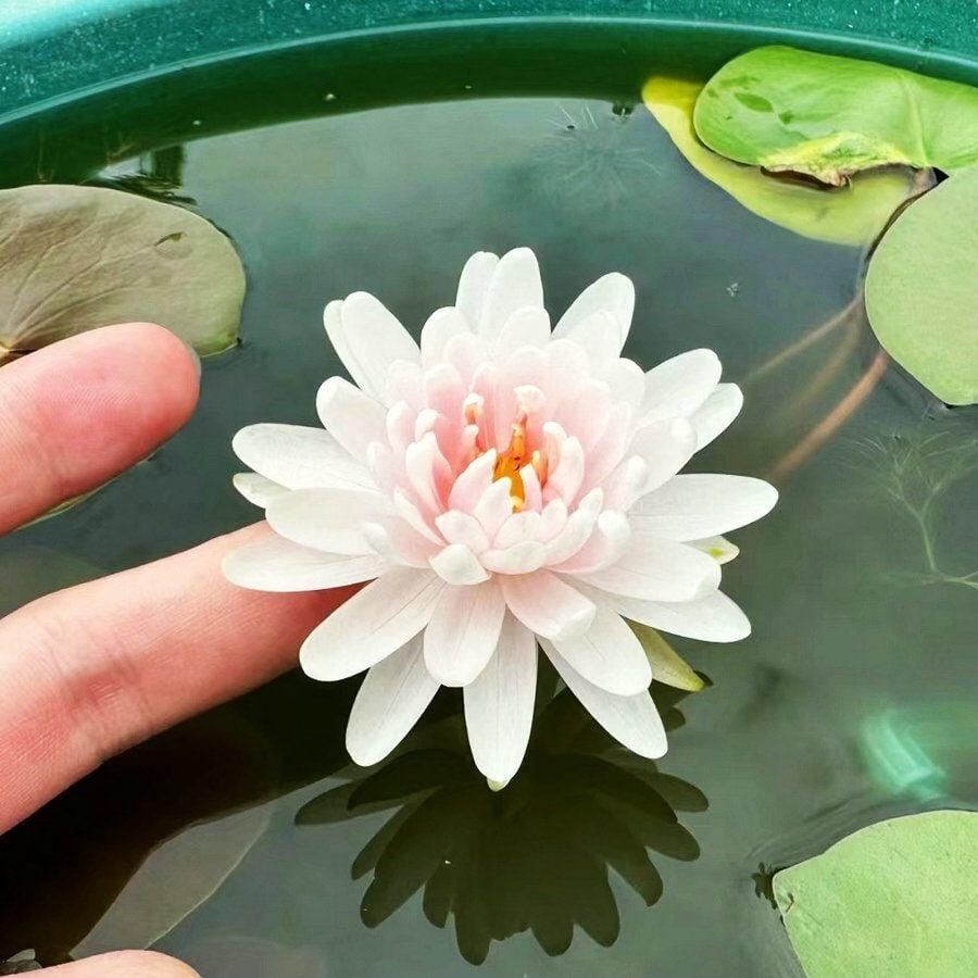 ⏰49% OFF✨🌱Easy-Grow Sacred Lotus Seeds for Bonsai Bowl & Indoor Water Gardens