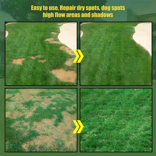 🔥Free Shipping-🌱7 Days Germination🔥Evergreen dwarf grass seed for four seasons🌾