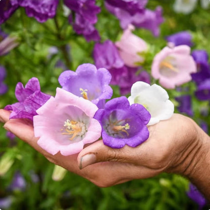 🔥Canterbury Bells: Nature's Melody Blooming in Your Garden!
