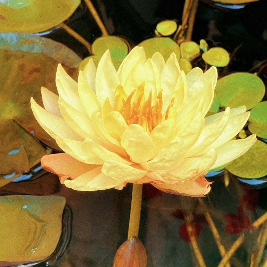 🔥Discount 49% OFF💐The Sacred Bonsai Bowl Lotus Flower