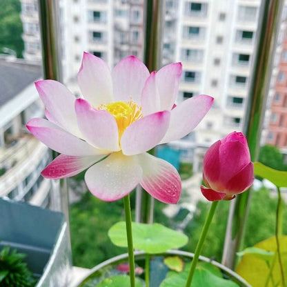 ⏰49% OFF✨🌱Easy-Grow Sacred Lotus Seeds for Bonsai Bowl & Indoor Water Gardens