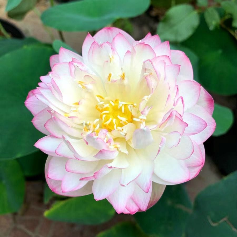 🔥Discount 49% OFF💐The Sacred Bonsai Bowl Lotus Flower