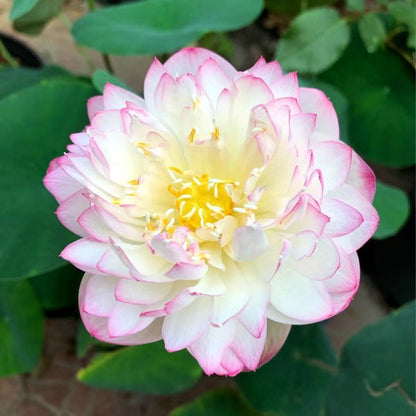 ⏰49% OFF✨🌱Easy-Grow Sacred Lotus Seeds for Bonsai Bowl & Indoor Water Gardens