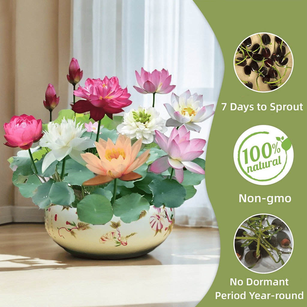 ⏰49% OFF✨🌱Easy-Grow Sacred Lotus Seeds for Bonsai Bowl & Indoor Water Gardens