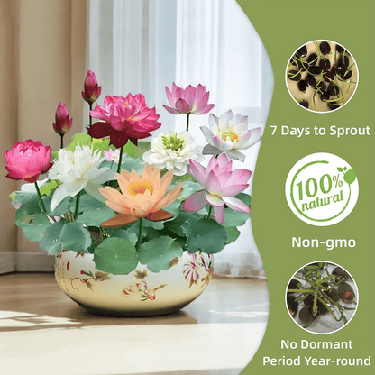 ⏰49% OFF✨🌱Easy-Grow Sacred Lotus Seeds for Bonsai Bowl & Indoor Water Gardens