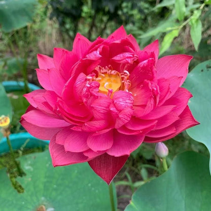 🔥Discount 49% OFF💐The Sacred Bonsai Bowl Lotus Flower
